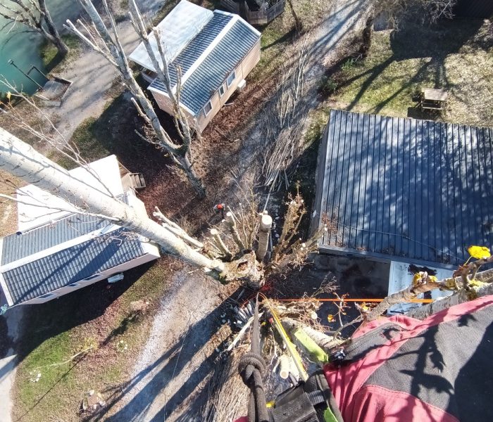 IMG_20241114_121530_461