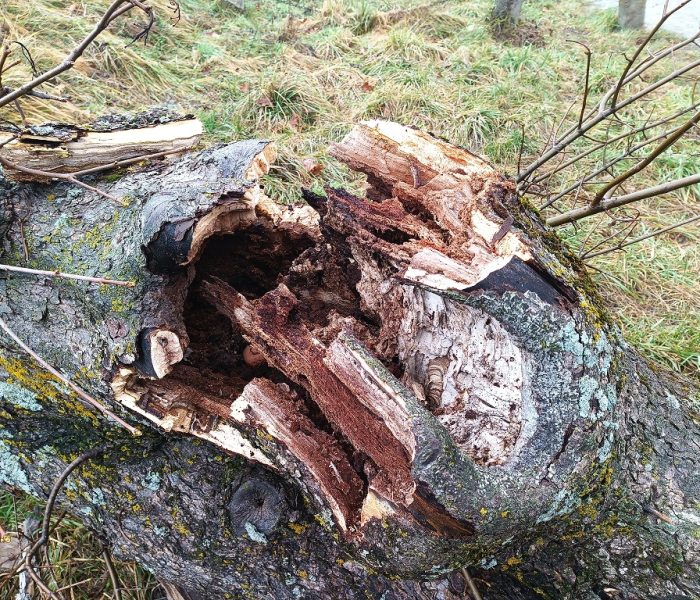 IMG_20250128_084424_319